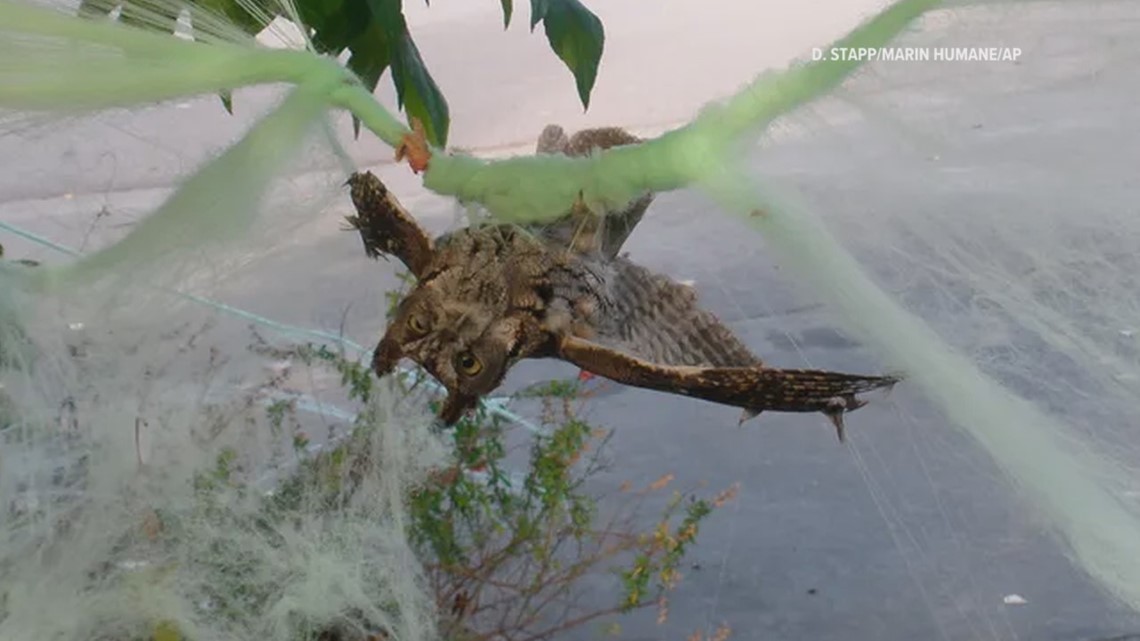 How to put up fake spiderwebs for Halloween