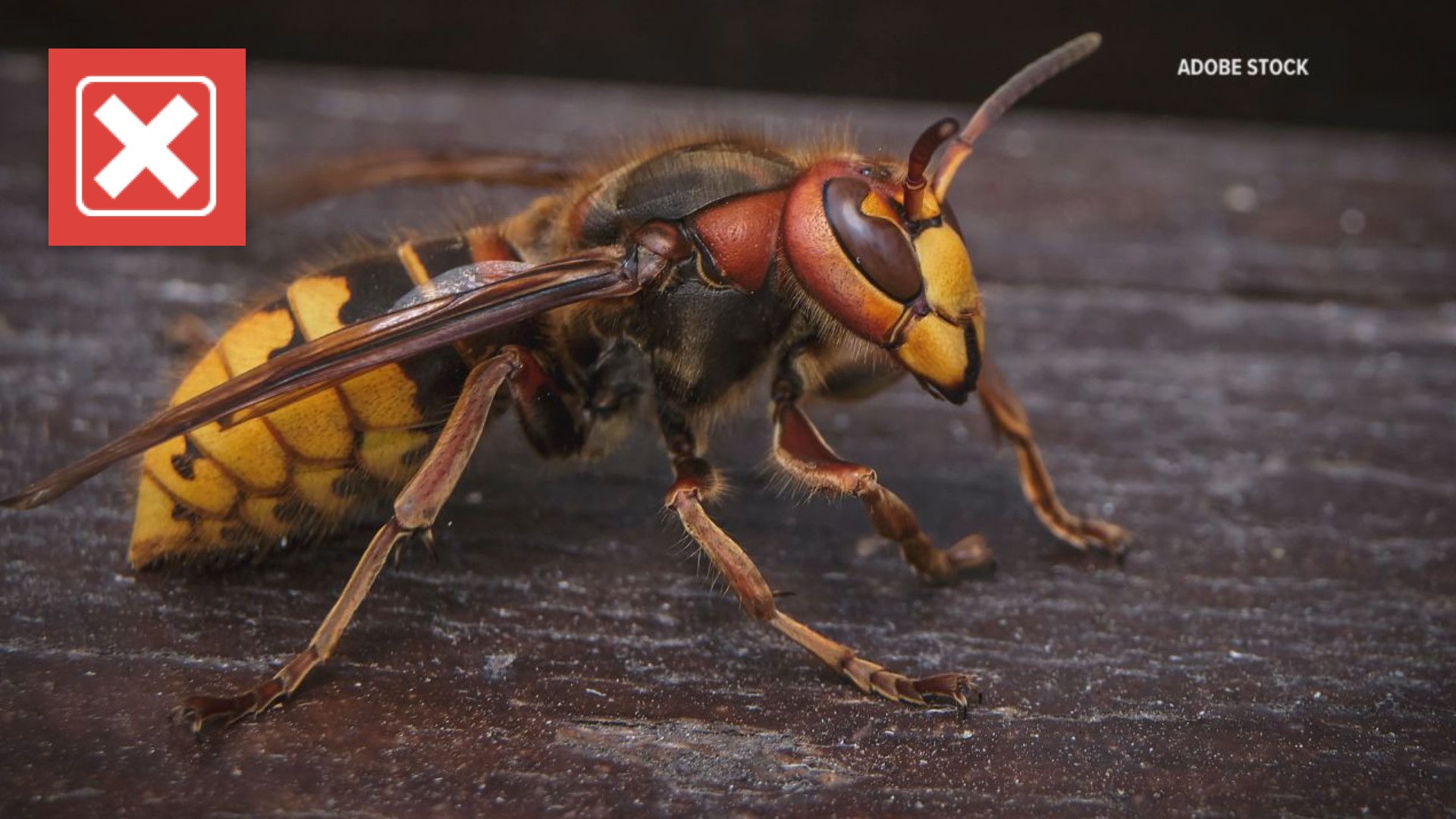 The invasive species of wasp have not been reported in Pa. since they were first found in the U.S. in 2020.