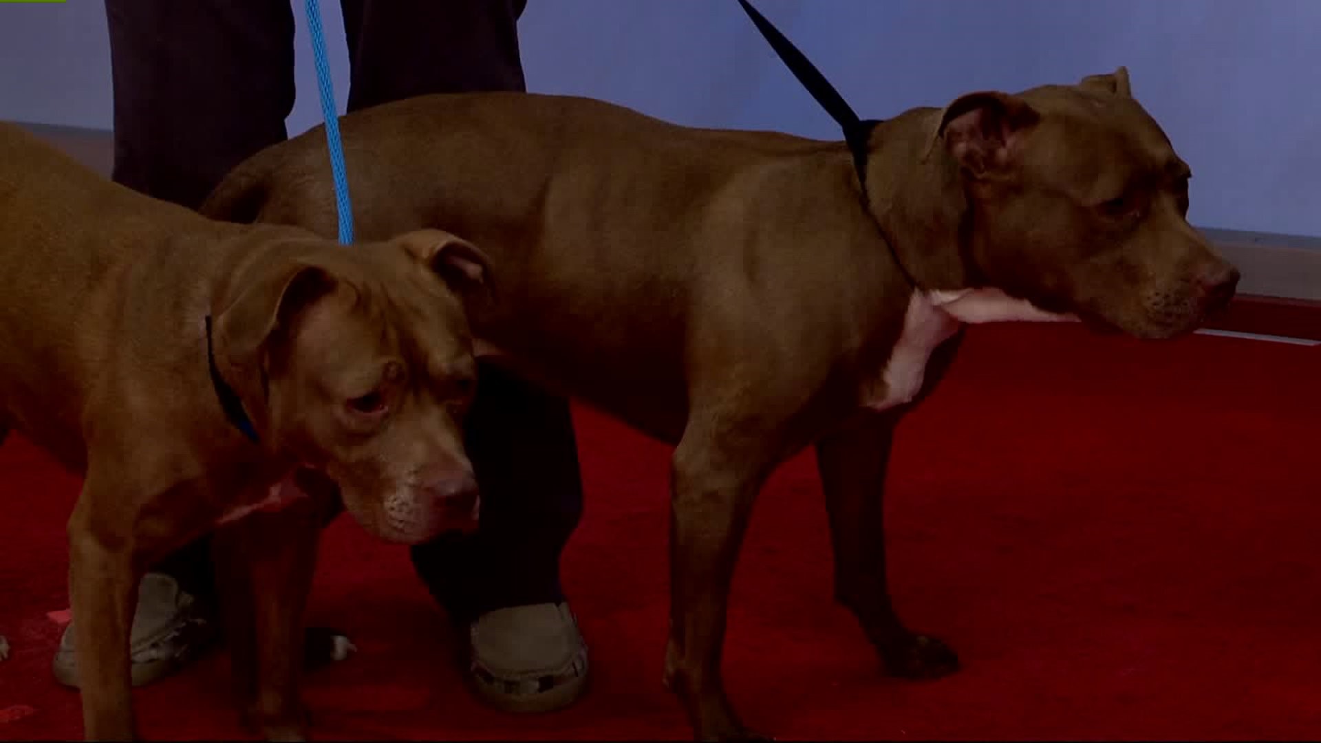 Furry Friends with Cocoa Bean and Choco, the pit bull terrier mixes