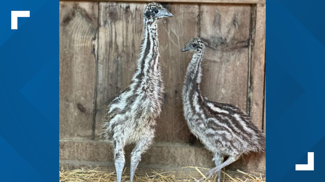 Finding Emu Wrightsville business seeks help finding missing baby emu | fox43.com