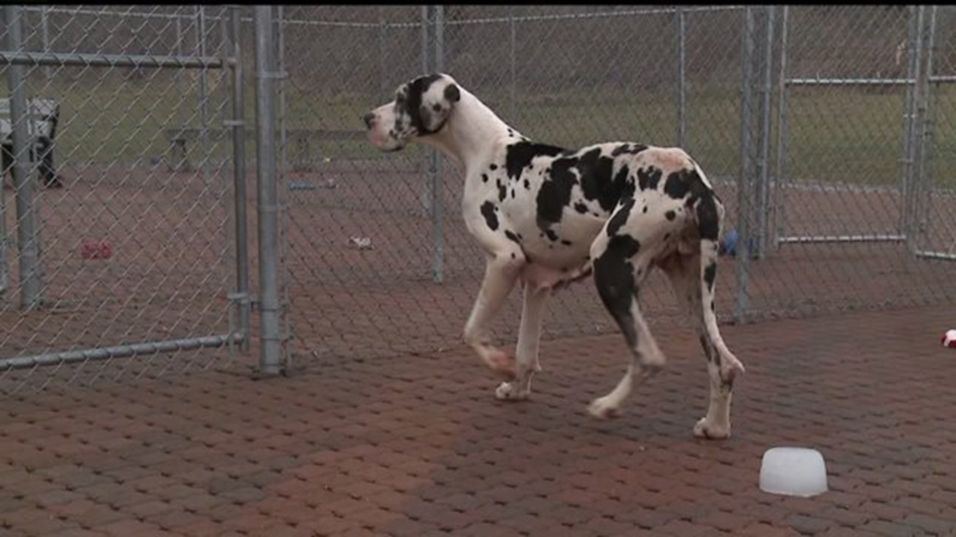 Great Danes found in "deplorable" conditions, along with pigs and goats at home in Adams Co.