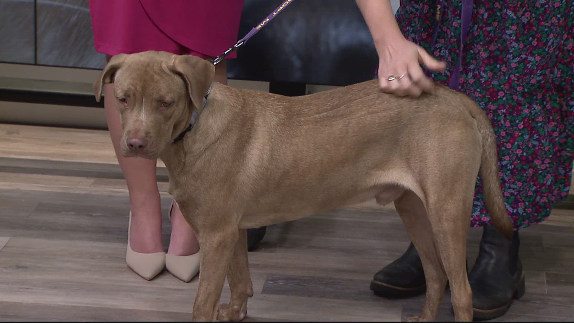 Raindrop is a 9-month-old Pitbull mix at the York County SPCA.