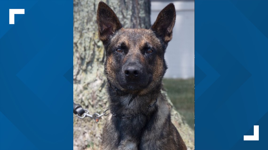 Getting to know Yoda, the U.S. BORTAC K9 that helped capture Danelo ...