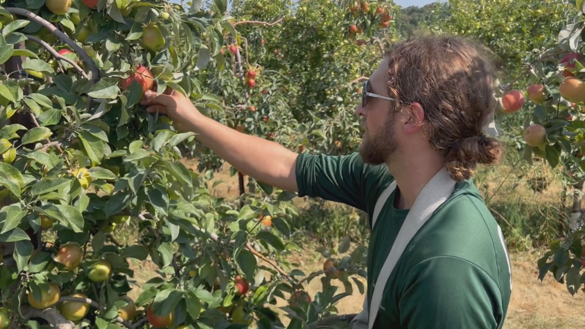 The unprecedented heat is a headache for farmers across south-central Pennsylvania, and orchards are scrambling to harvest apples that are ripening early.