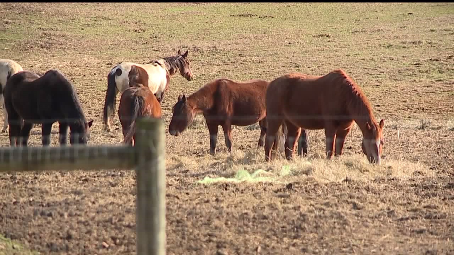 Could horses abandoned in Lancaster County be a symptom of a larger problem in PA?