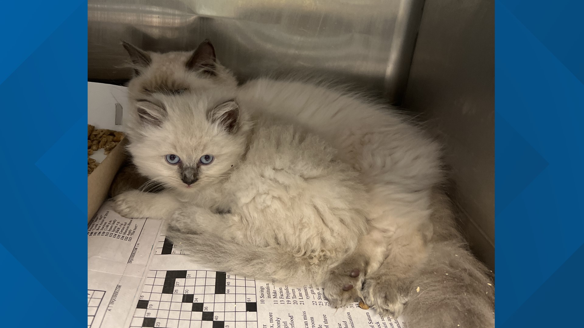 Pennsylvania SPCA rescues nearly 100 cats from breeder in Lancaster