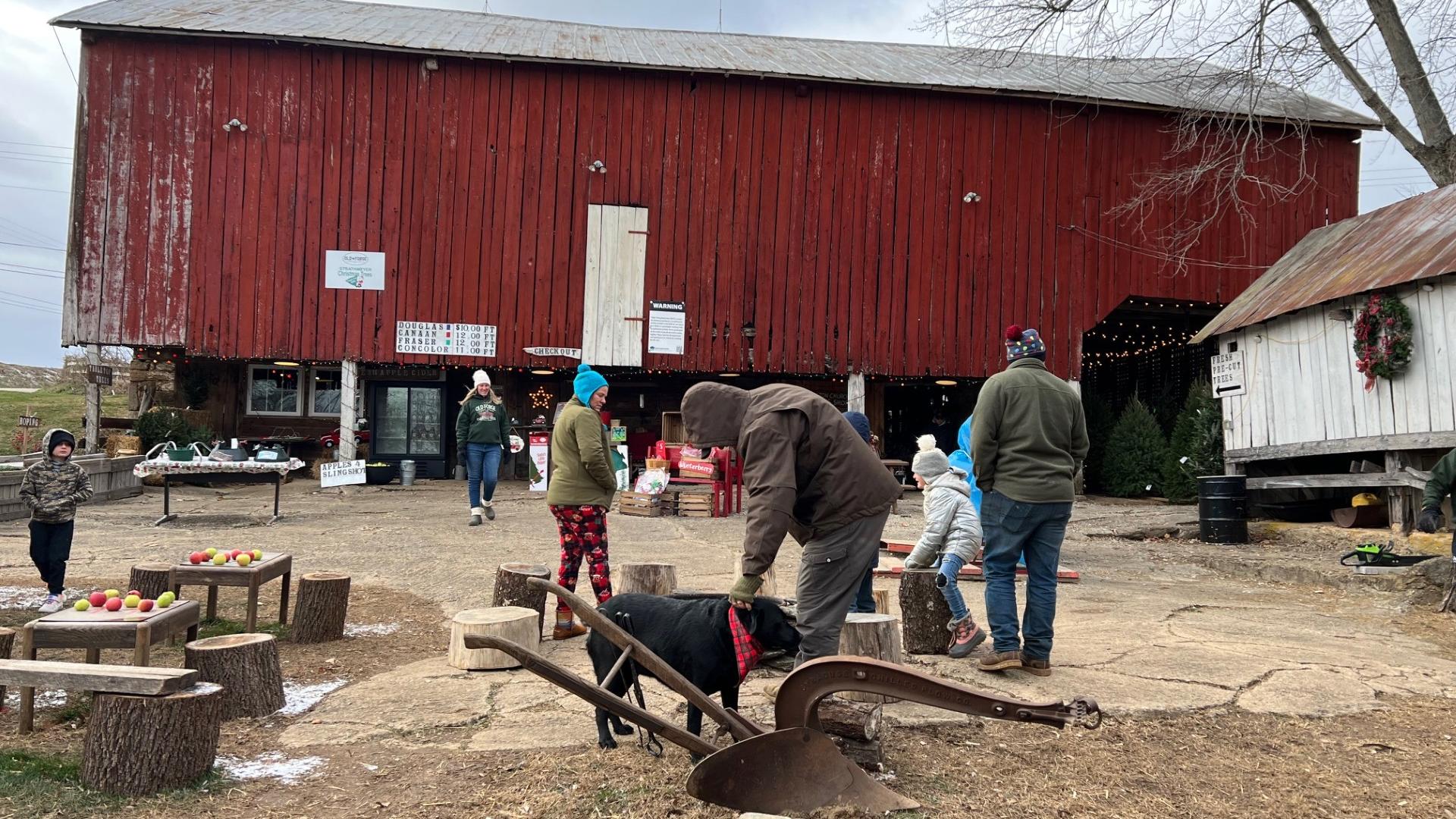 Old Forge Family Farm in Chanceford Township sold more than 1,000 trees in just five days.