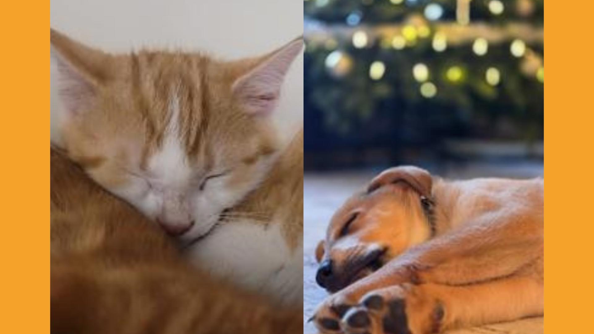 This week we are featuring a kitten and a puppy, both looking for their forever homes.