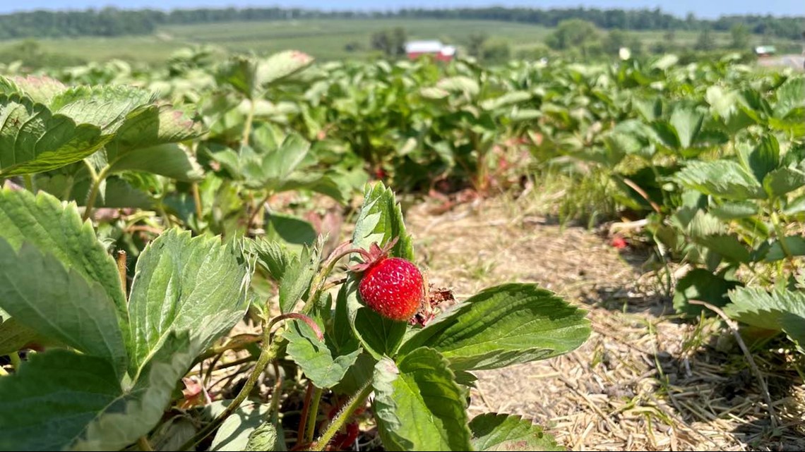 Driest May on record affecting central Pa. crop yields - Vimarsana News