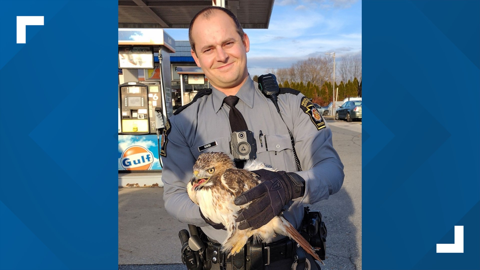 State Police rescue injured hawk in Carlisle | fox43.com