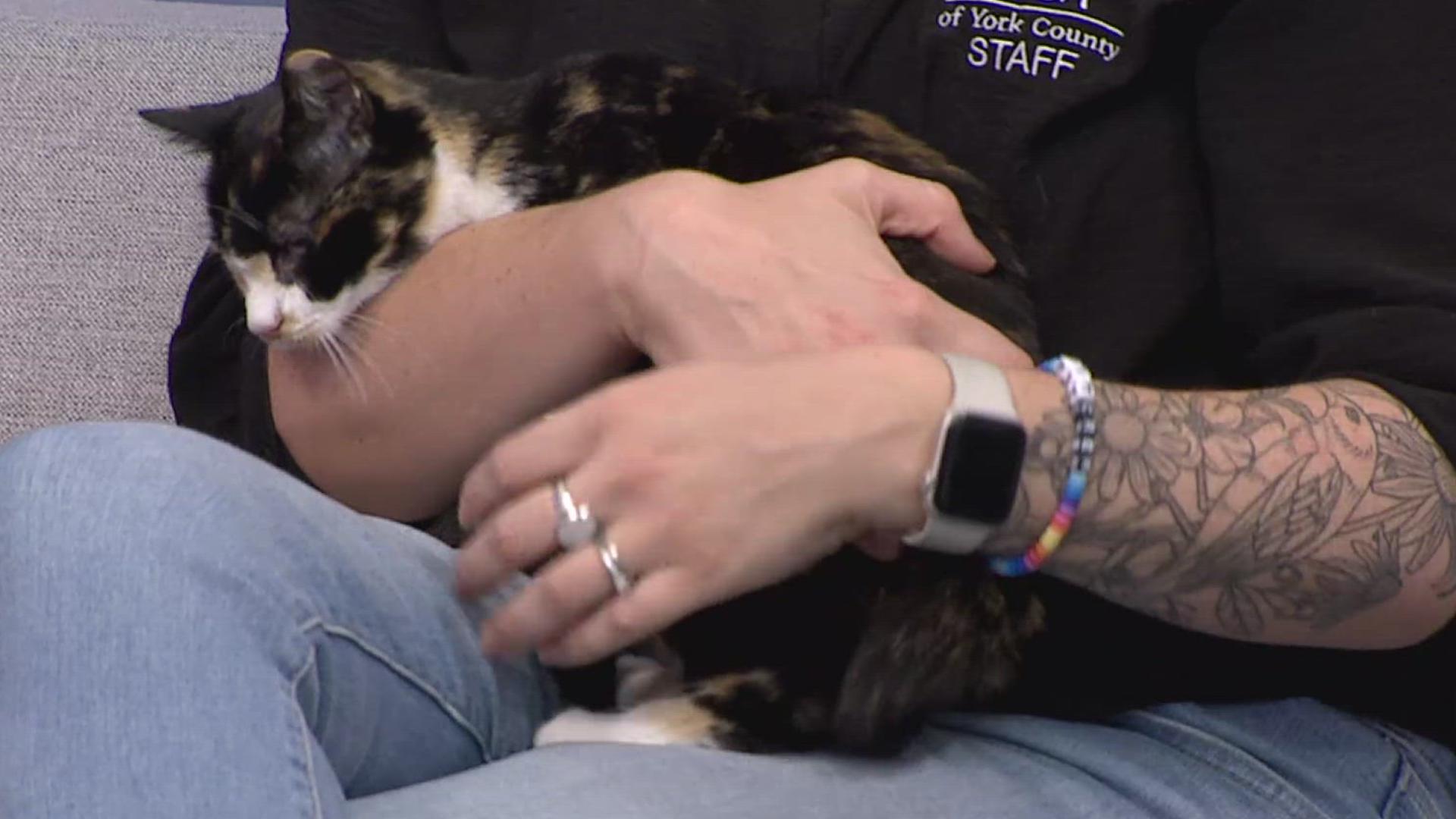 This week’s Furry Friend is Sun Bum, a 5-month-old kitten brought to us by the York County SPCA.