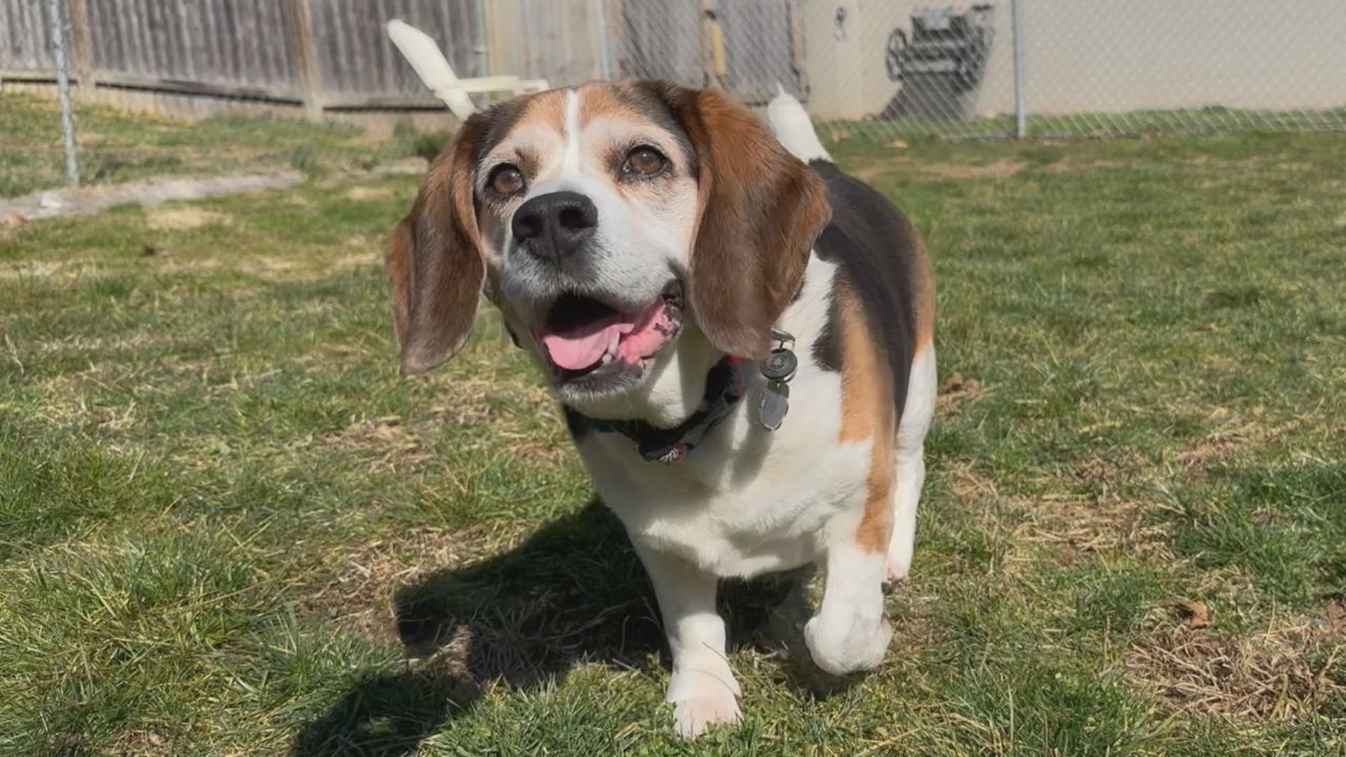 Duke is a senior pup who's looking for the perfect retirement home. While he may be older, he still loves chasing squeaky toys and playing with his people.