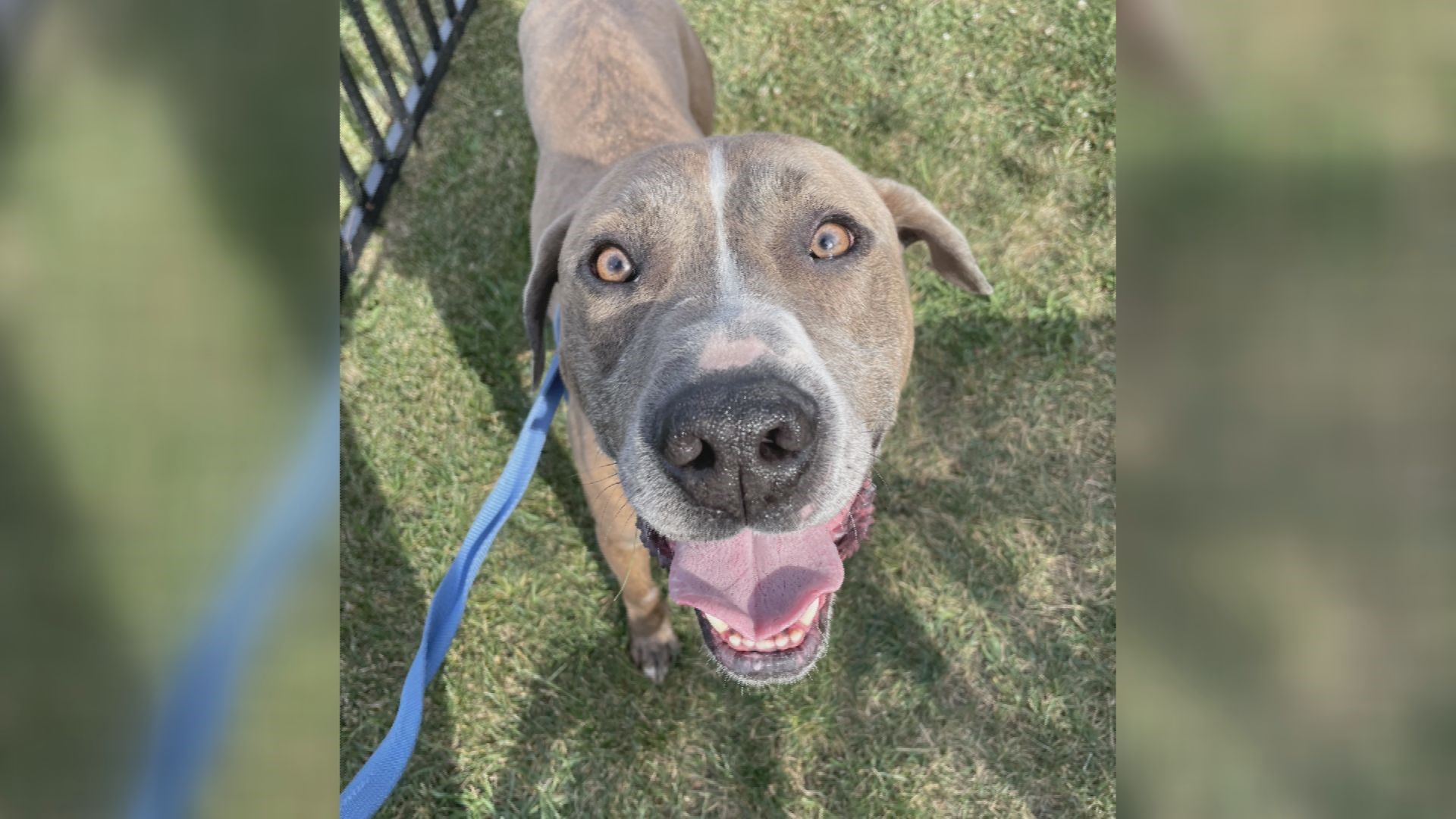Banjo is a big dog with a big heart! This loving and energetic dog is looking for a quiet home and a family that will work on his confidence with him.
