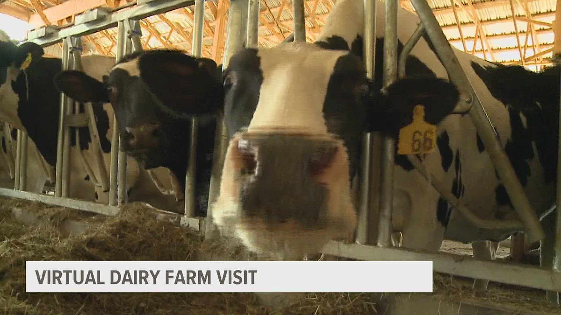 A Lebanon County farm is holding a virtual tour to teach young children about how milk is produced and the farmers helping to make it, safely.