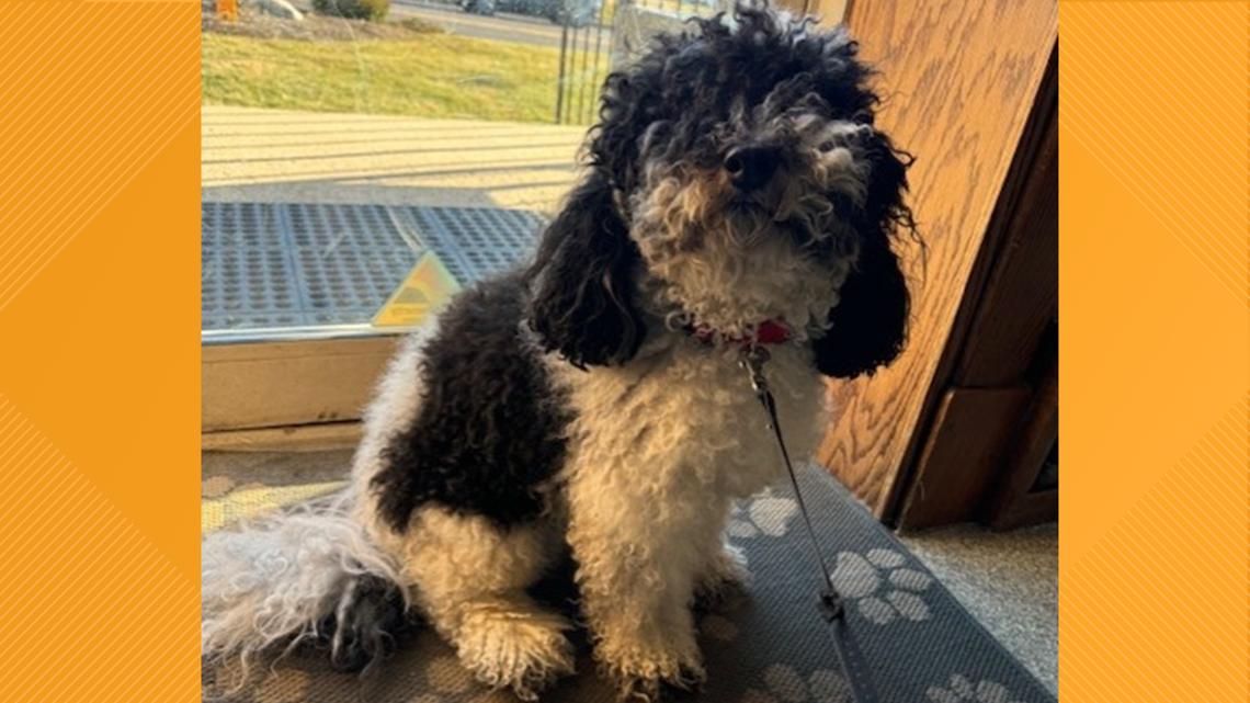 Furry Friends | Meet Tolik, the dog