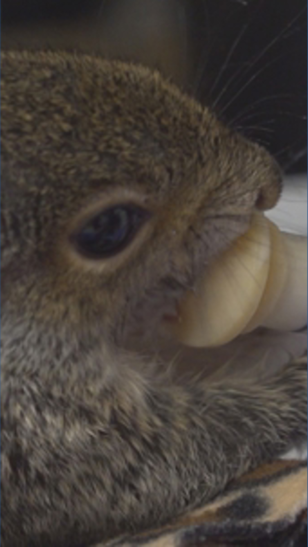 Mission Matters: Acorn Acres Wildlife Rehabilitation sees a busy 'baby ...