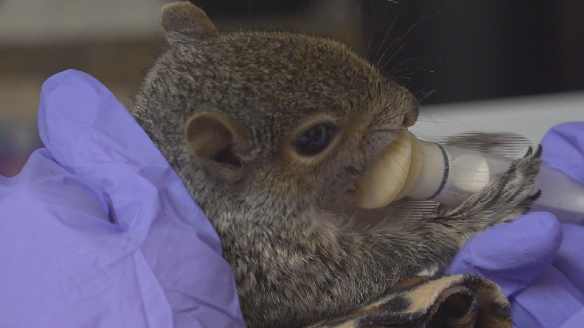 Mission Matters: Acorn Acres Wildlife Rehabilitation sees a busy 'baby ...