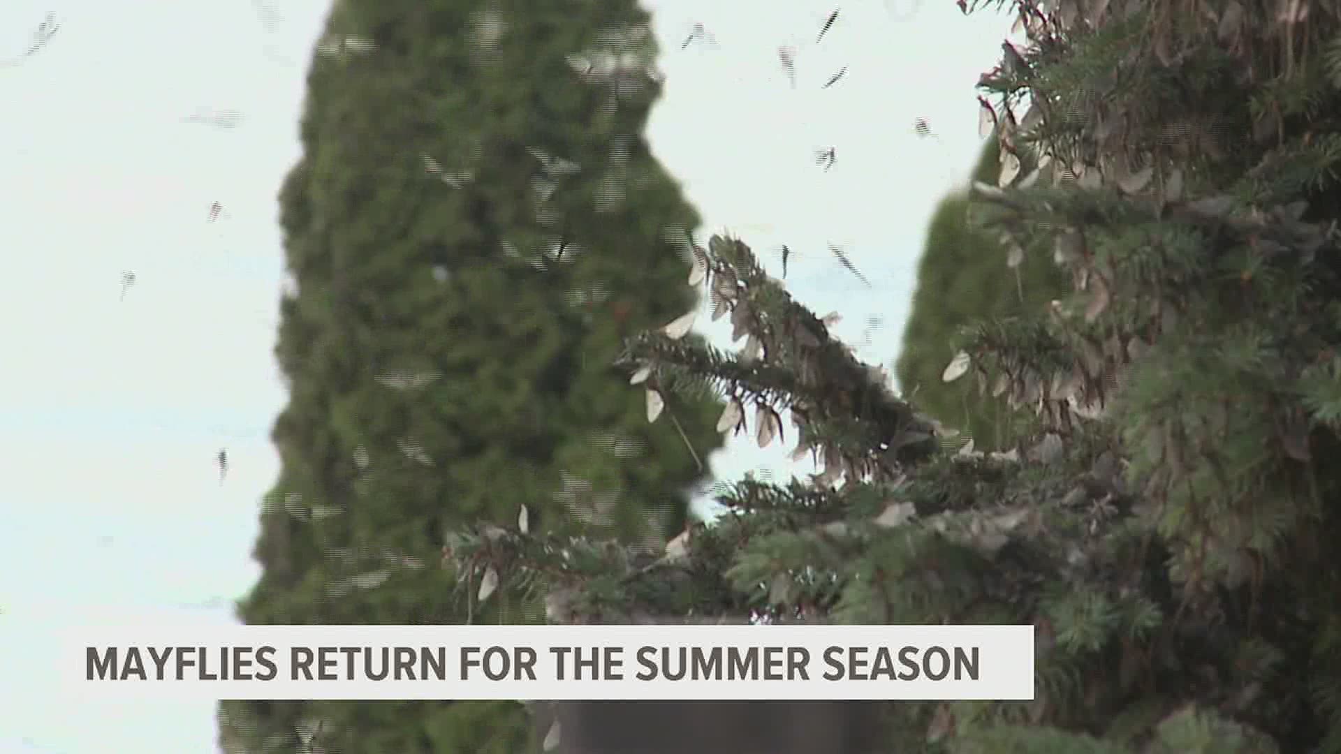 "There's that many bugs coming at you, they reflect in the light, it throws your eyes off, it's hard to see," said Mark Stivers, Columbia Borough manager.