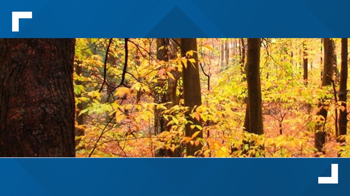 Hemlocks Natural Area in Perry County inducted into Old-Growth Forest Network - Vimarsana News