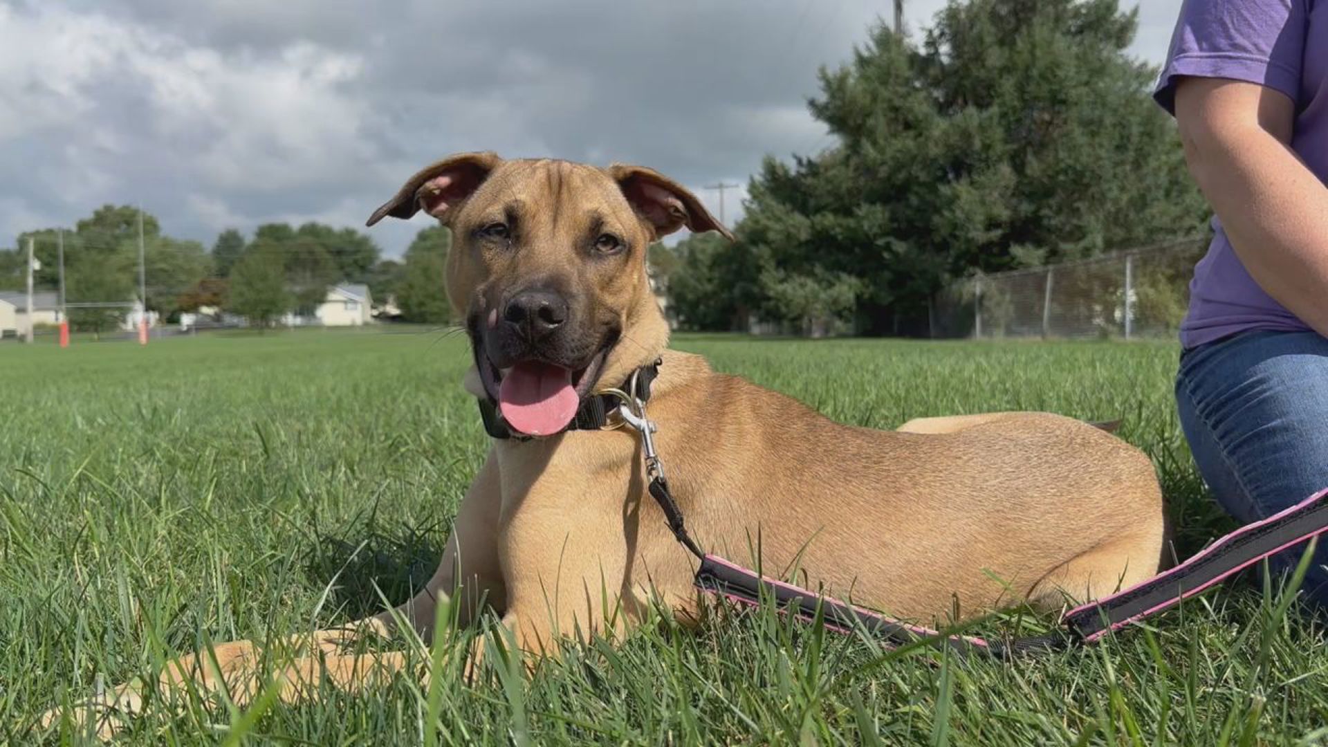 Royce, named after the car, is an 8-month-old puppy looking for his forever home. He's currently fostered in Lancaster County with Charlie's Crusaders Pet Rescue.