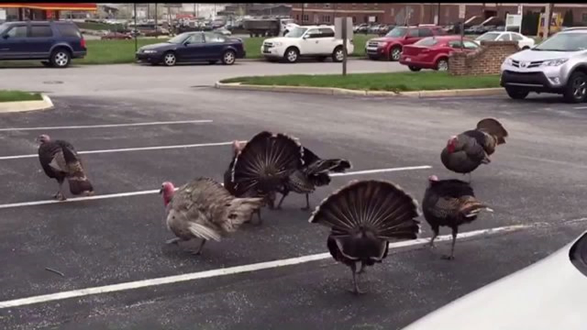 Turkeys on the loose in Spring Garden Township