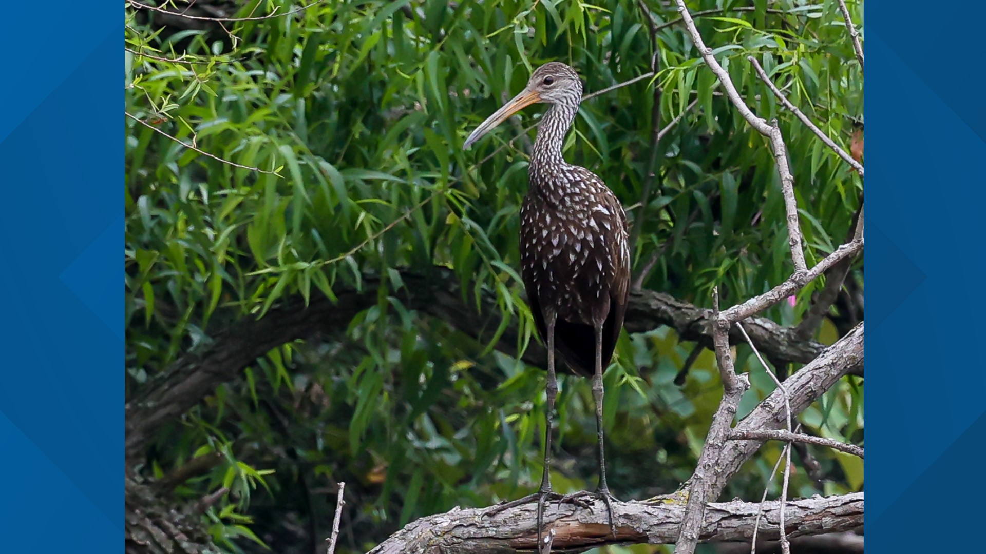 The limpkin, a bird usually found in the southern parts of the United States, was spotted for the first time on record in Pennsylvania on Friday night.
