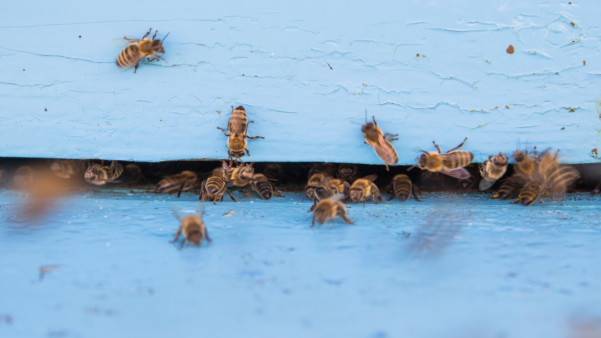 Spring is here and temperatures are on the rise, meaning honeybees may be looking for a new place of residence.