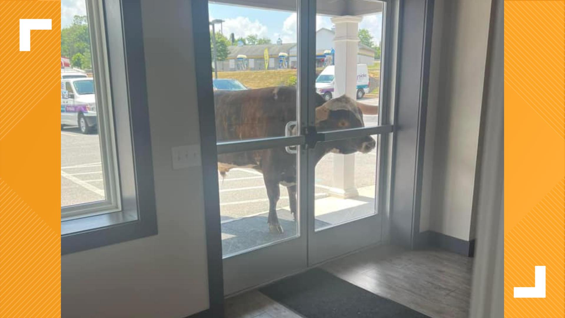 Before he was corraled, the bull made an appearance at the front doors of Handyside Plumbing, HVAC and Electrical.