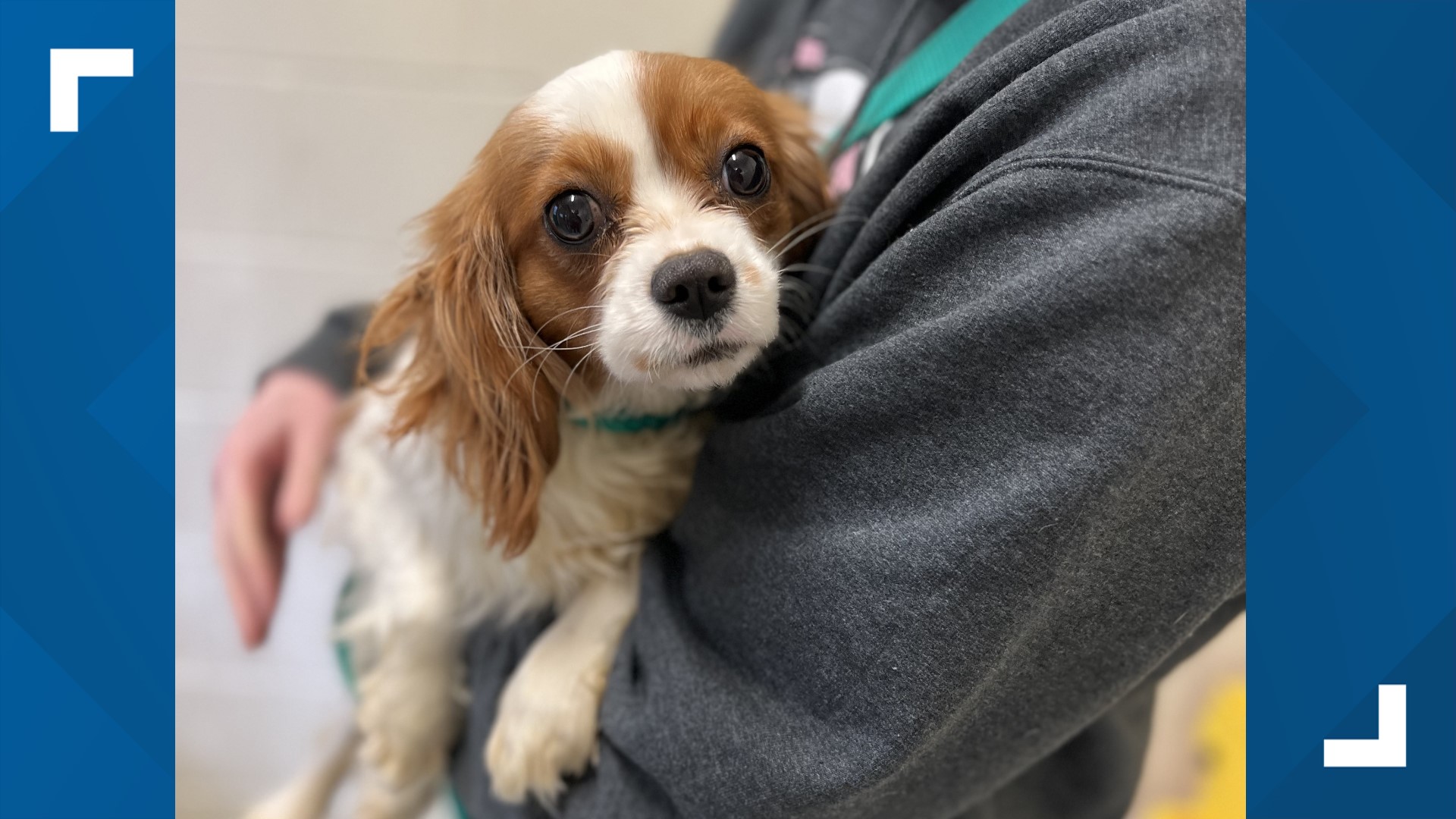 21 dogs taken from Lancaster County breeder over health and living