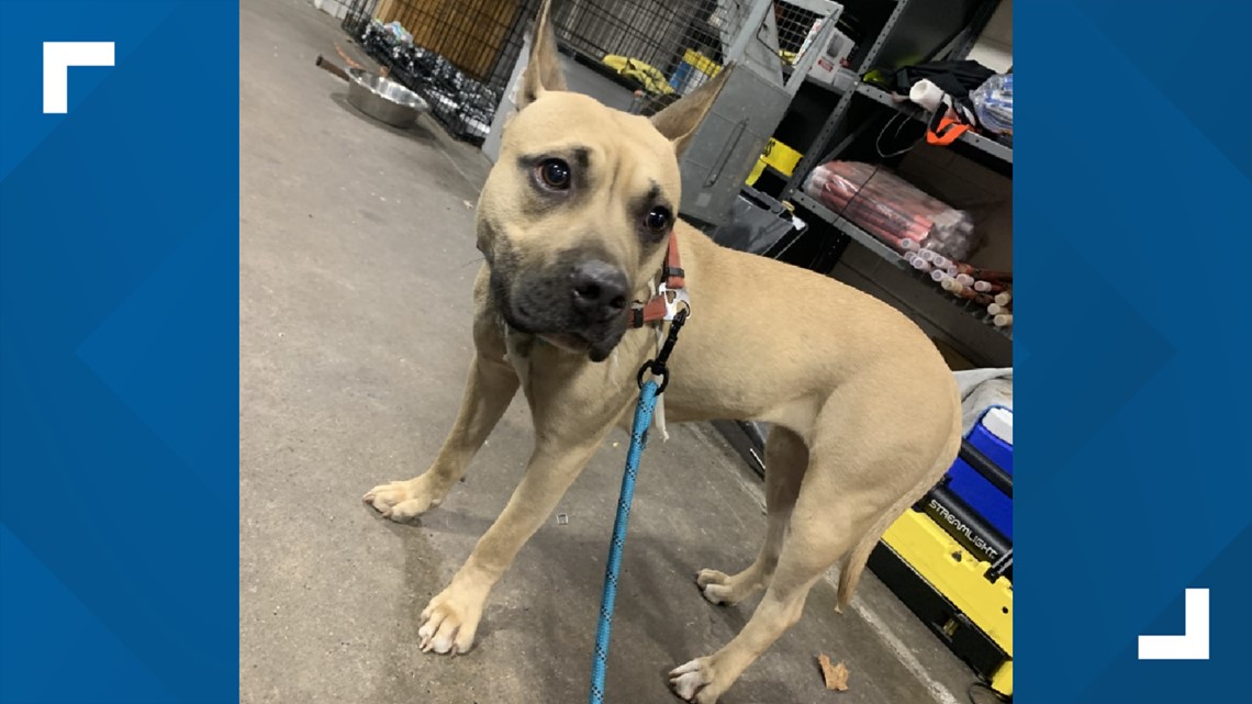 Dog found chained to fence, Daupin County police searching owner ...