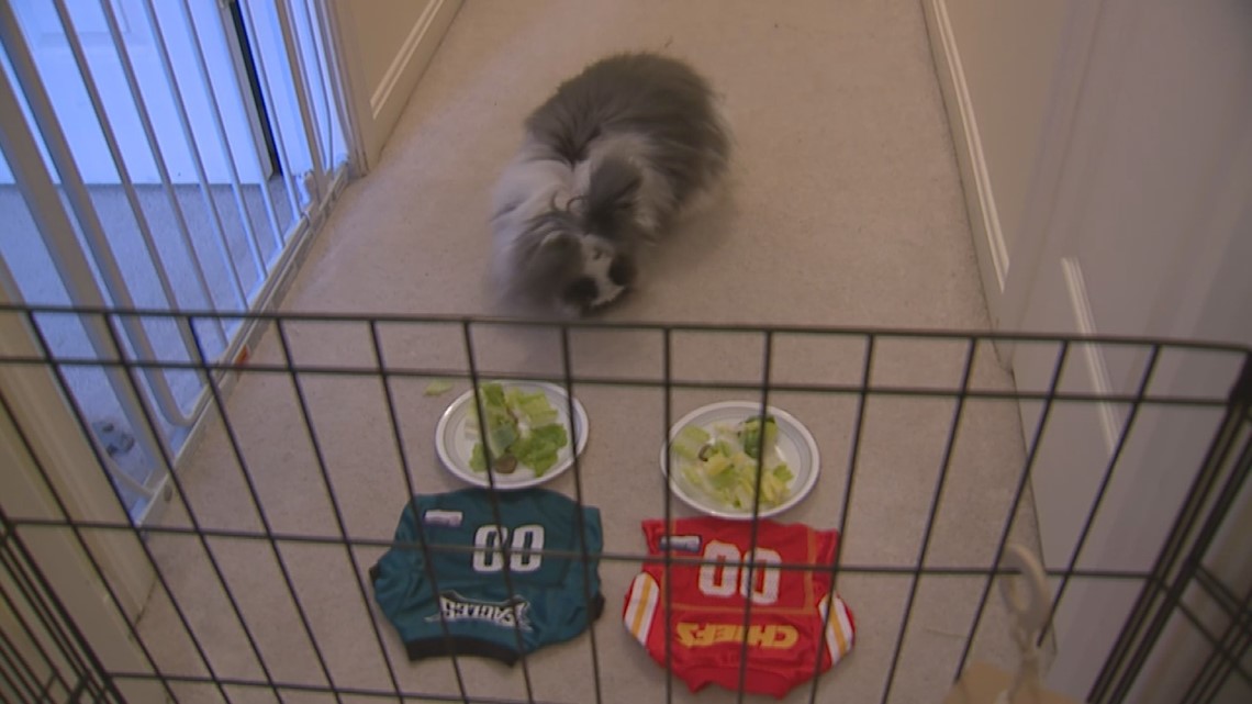 Andrea Michaels' rabbits pick a Super Bowl LVII Champion!