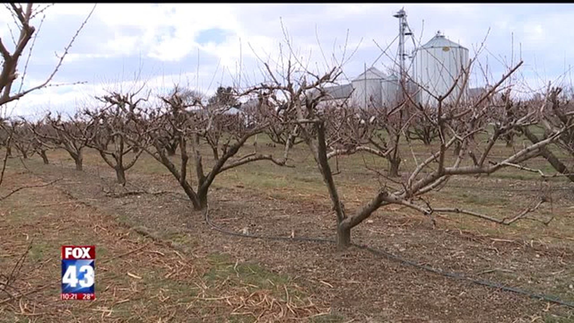 Orchards brace for cold temperatures