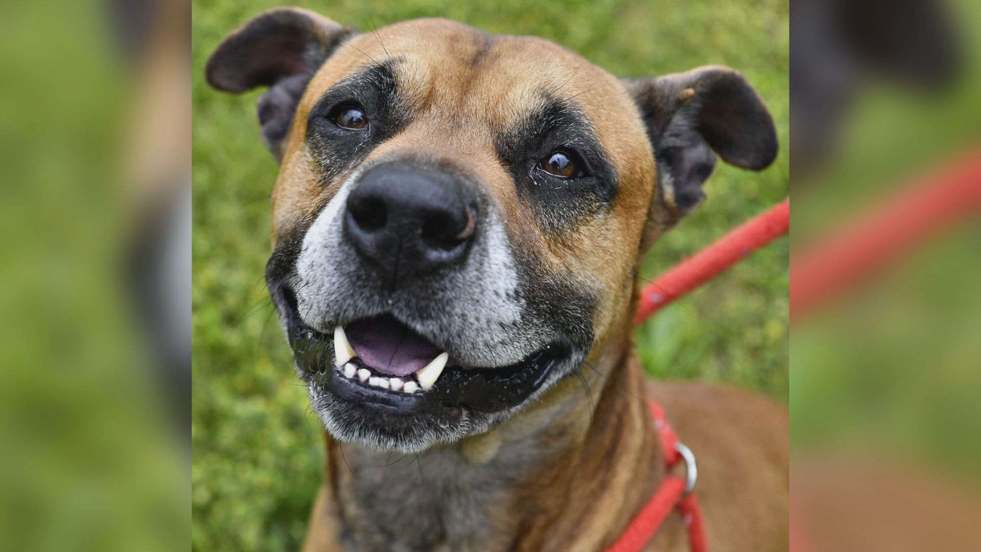 Voight is a laid back dog with a lot of love to give. He's available for adoption at the York County SPCA.