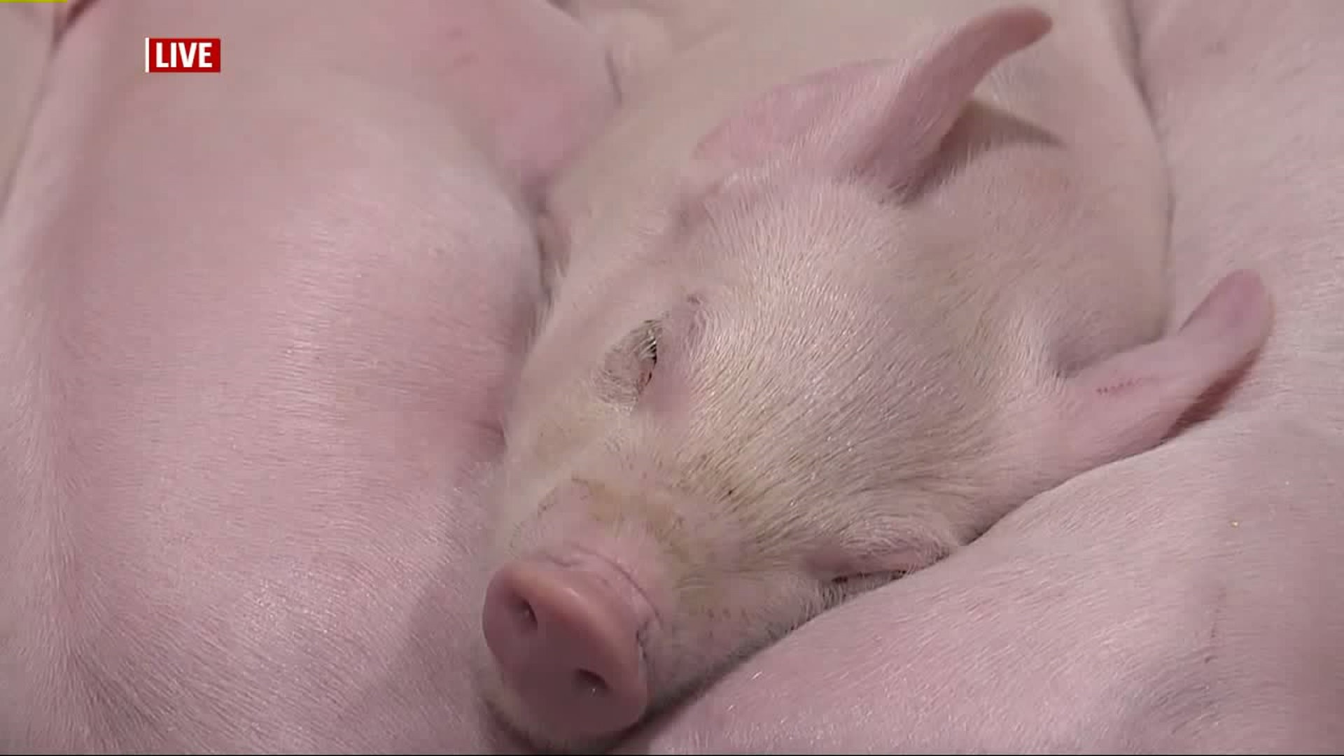 Pork and Piglet at the PA Farm Show