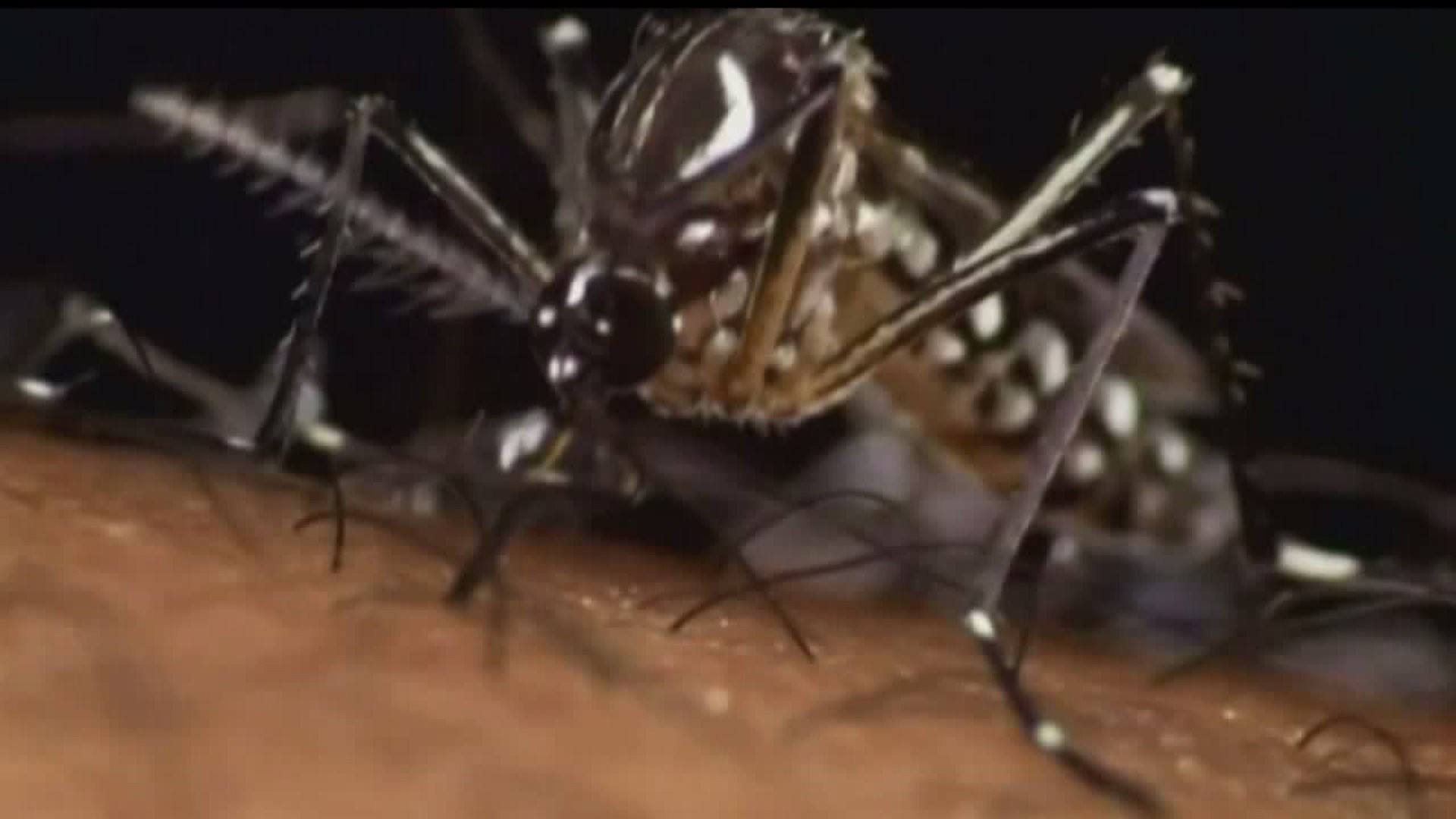 Rare mosquito-borne virus can kill