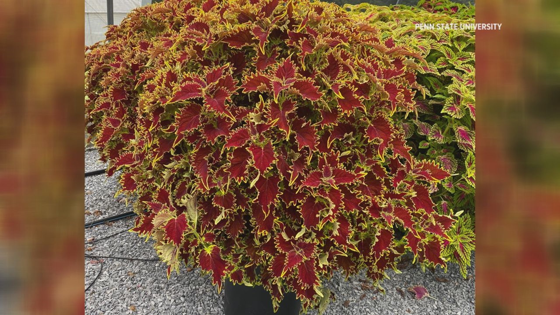 Highlights from the 2021 trials include a Coleus "Copperhead" and Honeybells, which will be available to gardeners this year.