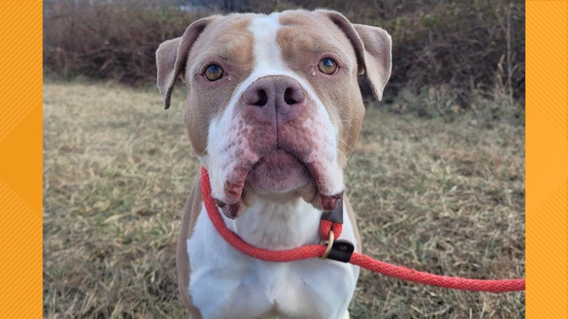 Furry Friends: Meet Lady Thor