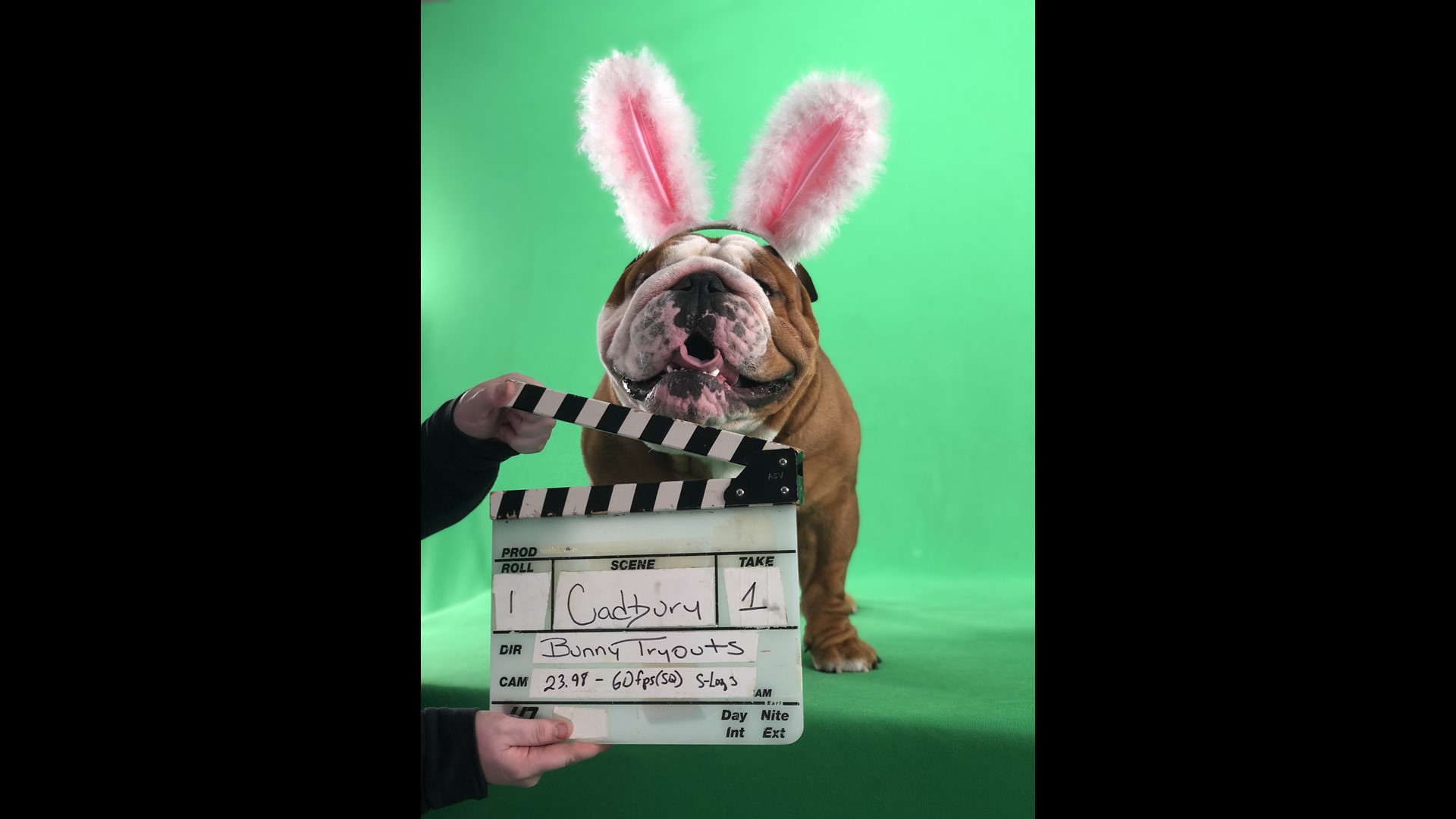Meet Henri, the newest ‘clucking bunny’ in Cadbury Creme Egg ...