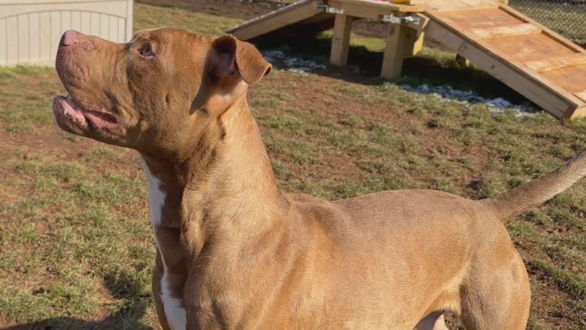Staff at the York County SPCA says Gourdy is a loving and energetic dog who both plays hard and naps hard.