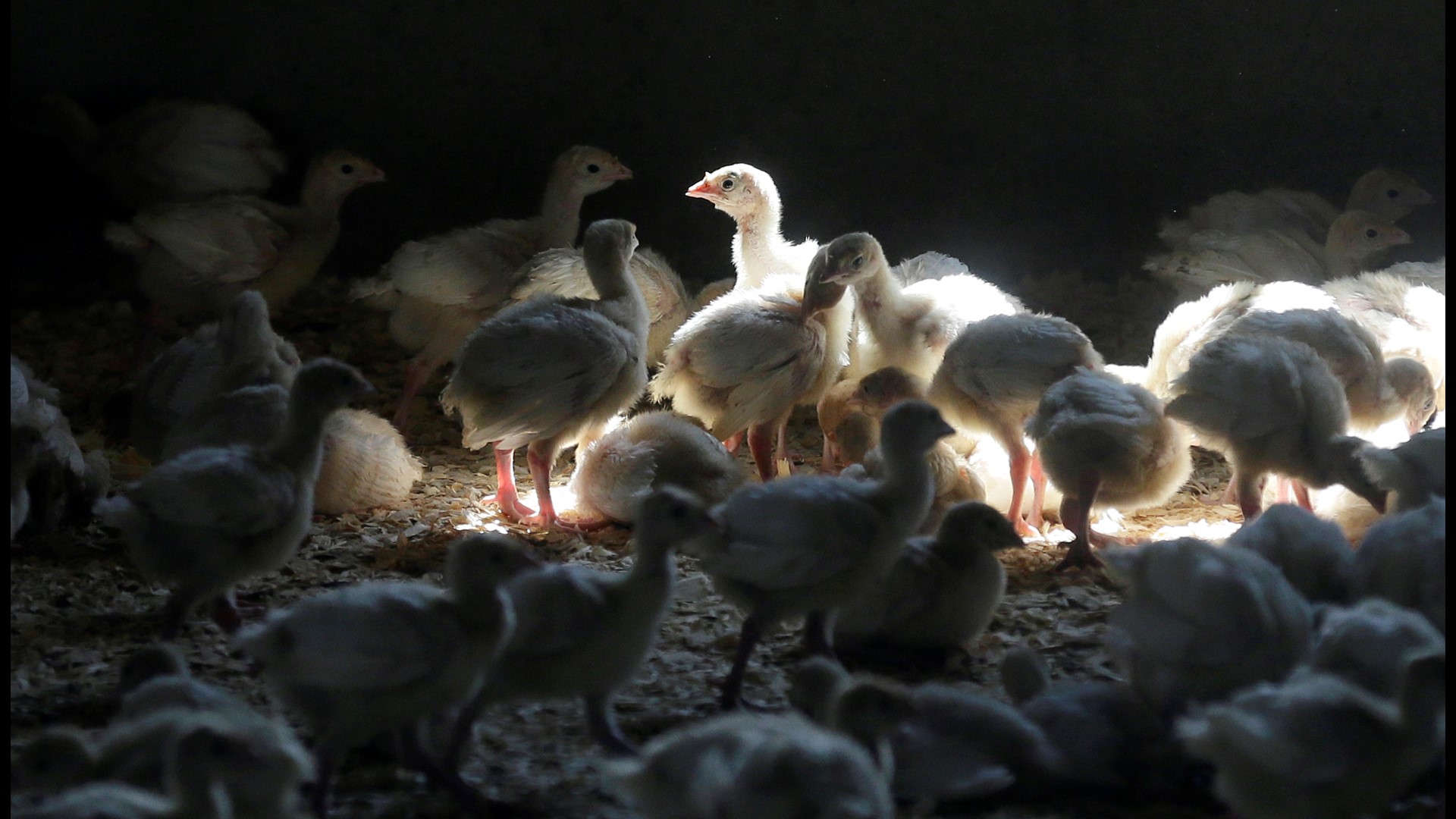 The Pennsylvania Department of Agriculture and other state officials emphasize biosecurity on poultry farms.