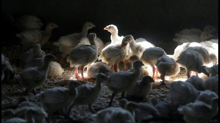 State officials urge poultry owners to take steps to protect their flocks against highly pathogenic avian influenza