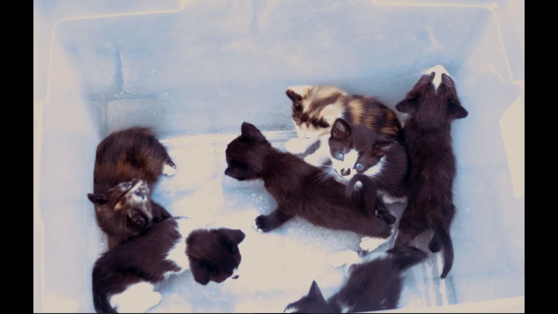 Lancaster Pet Pantry decries kitten abandonment after woman drops off 7