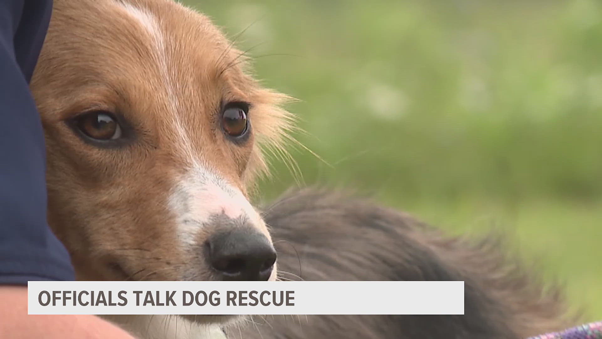 Dillsburg dog Dallas rescued from cheese ball jug, Hanover Foods foots