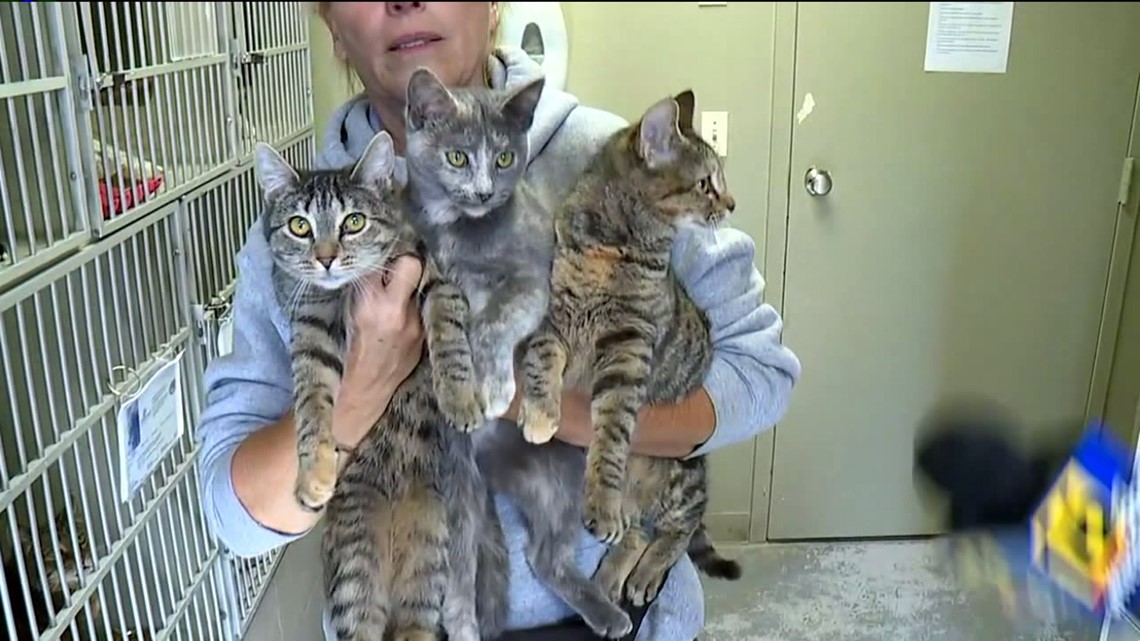 Surveillance video shows kittens being thrown from car in front of ...