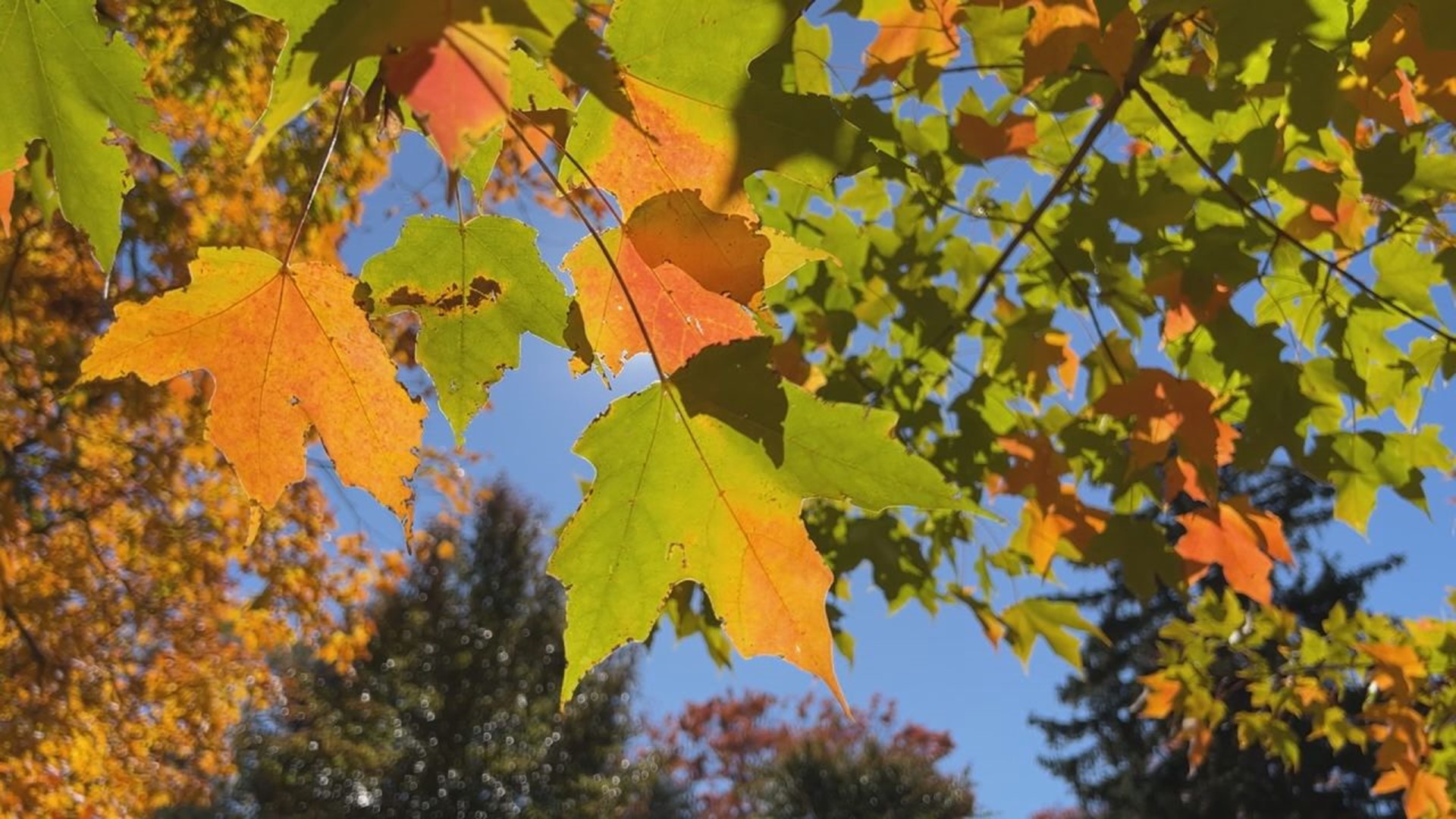 The Harrisburg area is seeing on average 11 more freeze-free days in the fall now than it did 50 years ago. This allows for a longer allergy season.
