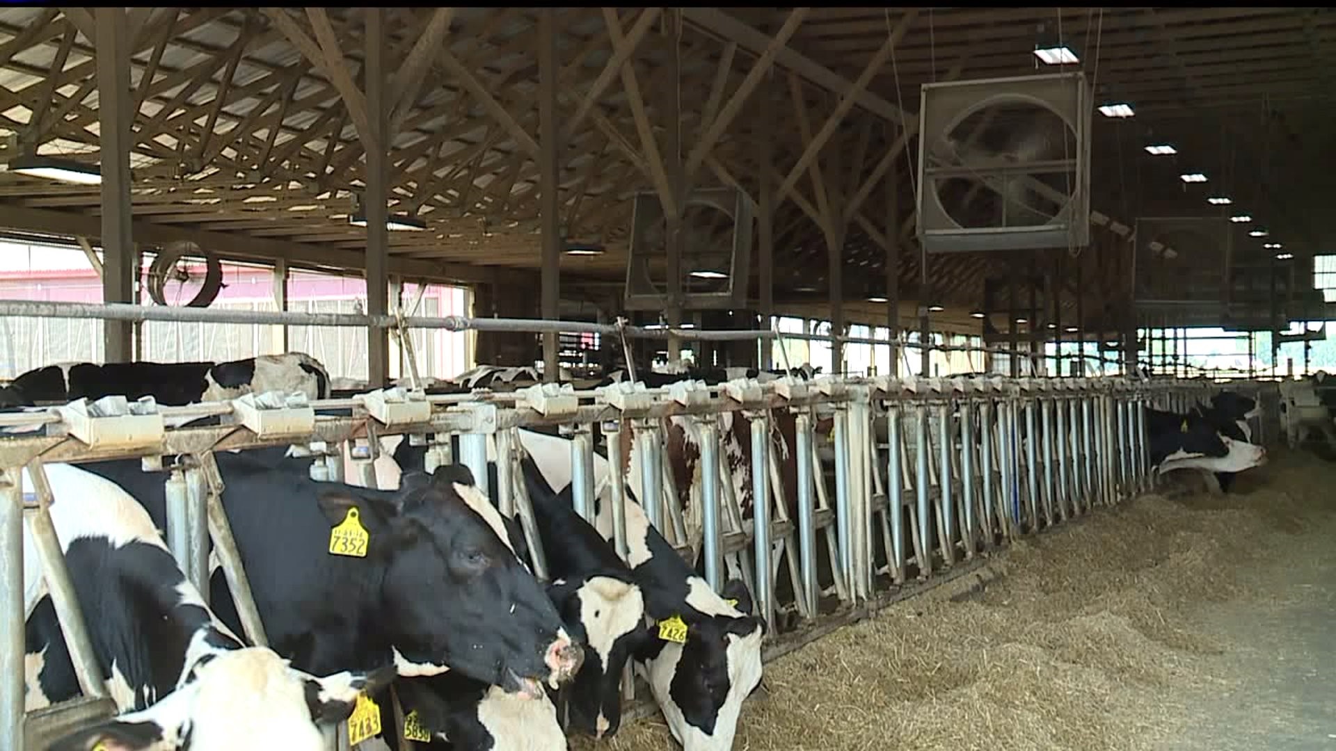 Dairy farmers help cows beat the heat