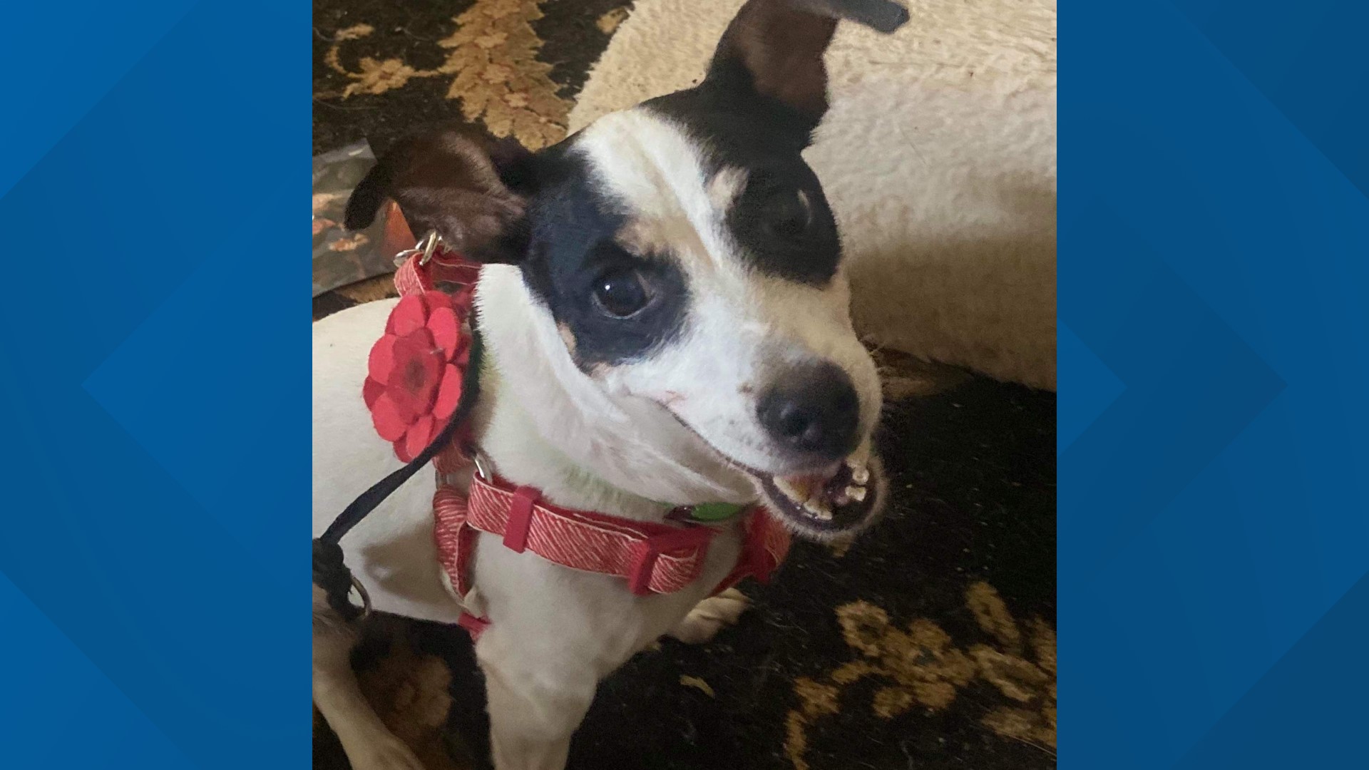 Mimi is an 8-year-old mixed breed looking for her forever home.