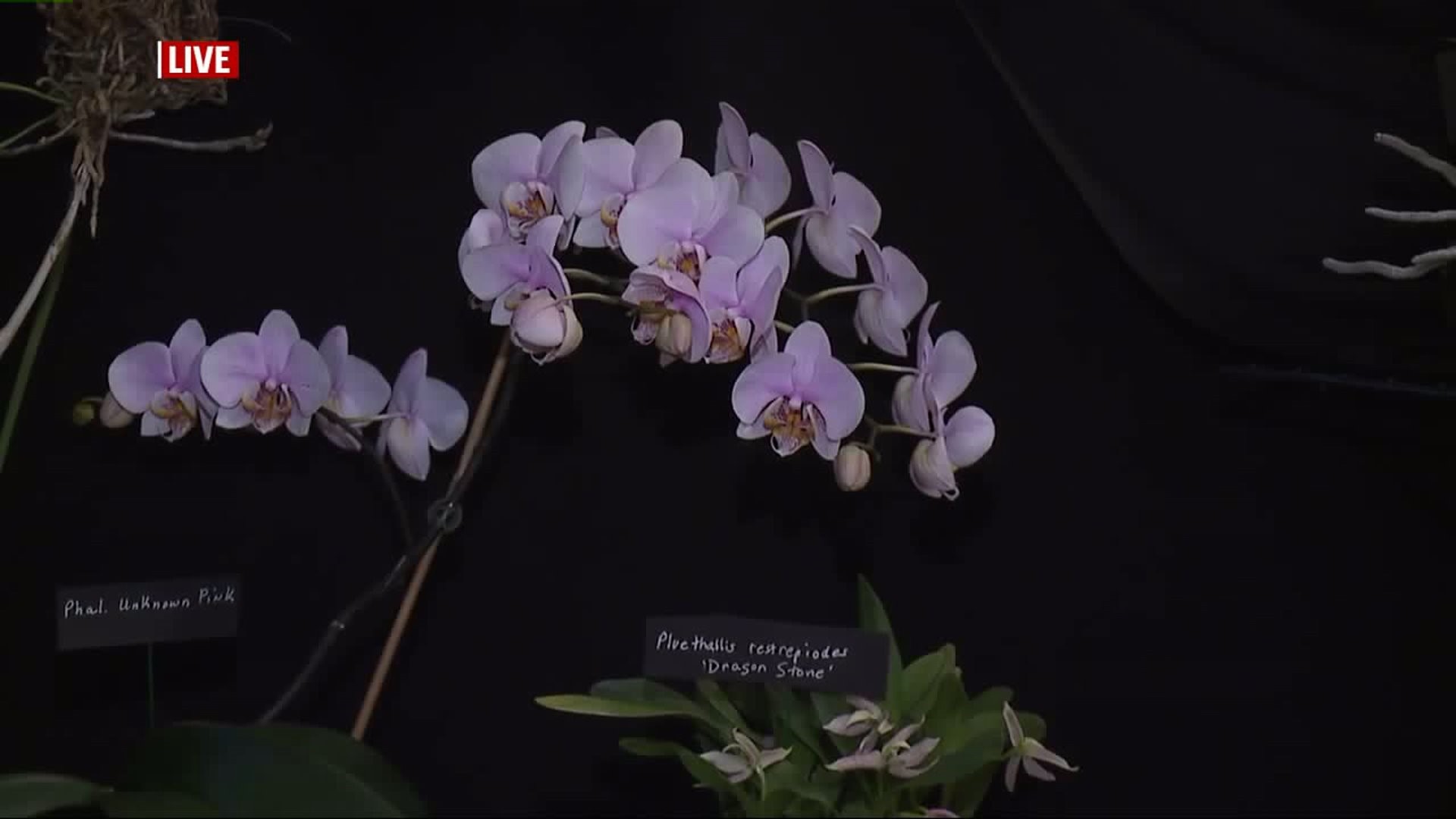 Capture the beauty of over a thousand orchids at Hershey Gardens Orchid Show