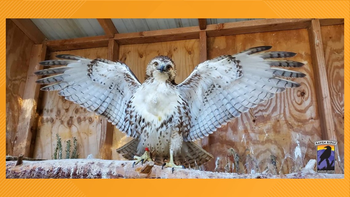 Hawk found entangled in powerlines recovering | fox43.com