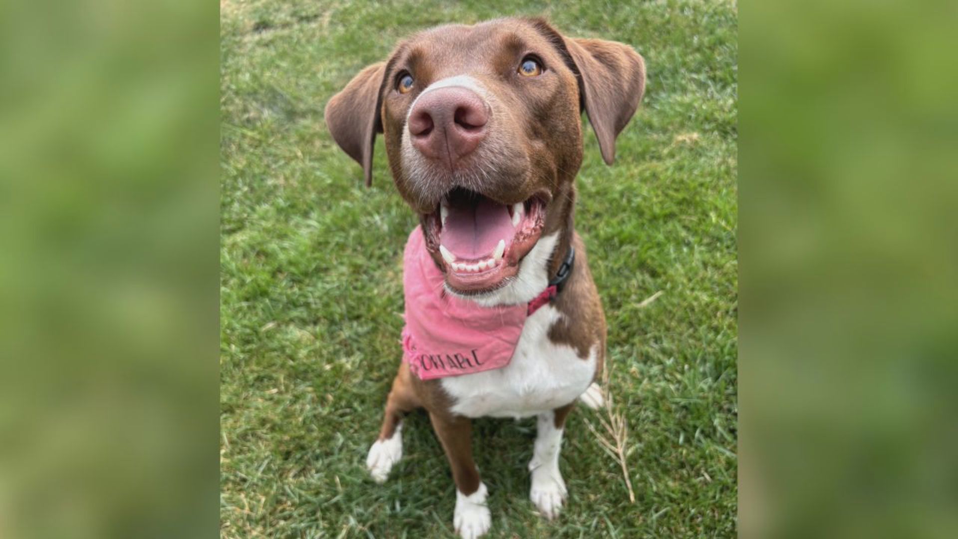 While Nilly is initially a shy dog, she is fun, loving and affectionate once she warms up! Nilly is available for adoption at Charlie's Crusaders Pet Rescue.